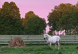 Bale & Horse At Sunrise_10473